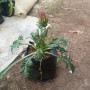 Gazania