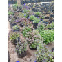 Lobelia