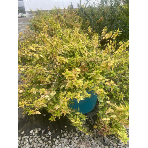 Abelia variegada
