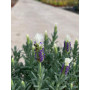 Lavanda Stoechas