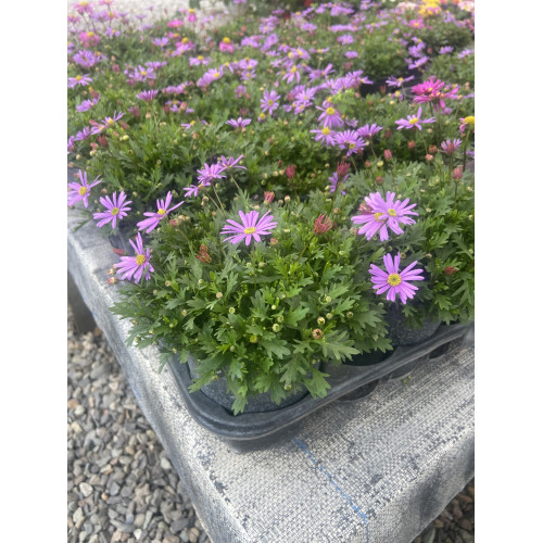 Brachyscome