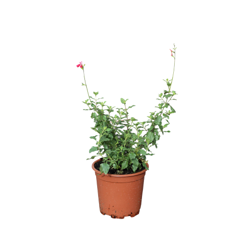 Salvia bicolor