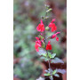 Salvia bicolor