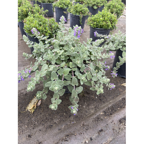 Nepeta mussini