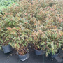 Begonia alas de angel