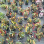 Begonia maculata