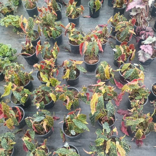 Begonia maculata