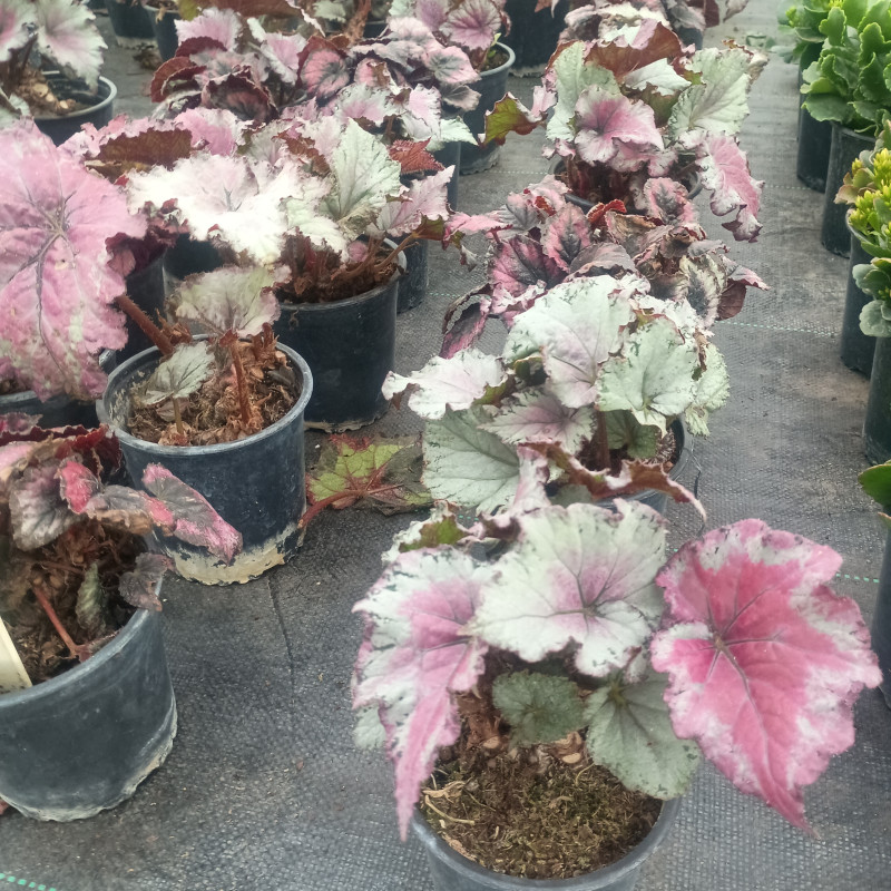 Begonia rex