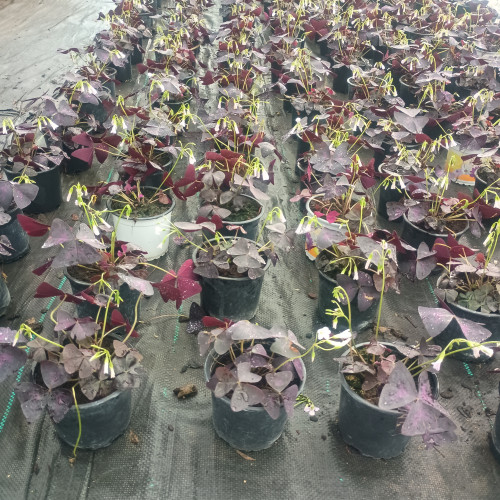 Oxalis triangularis/ trebol morado