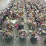 Oxalis triangularis/ trebol morado