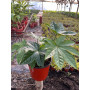 Aralia Japonica