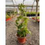 Cissus