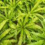 Asplenium