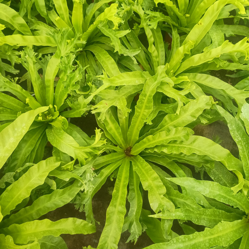 Asplenium