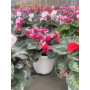 Cyclamen