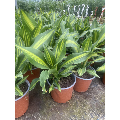Dracena massangeana
