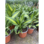 Dracena massangeana