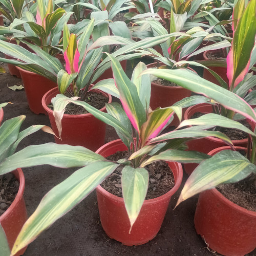Dracena kiwi