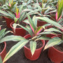 Dracena kiwi