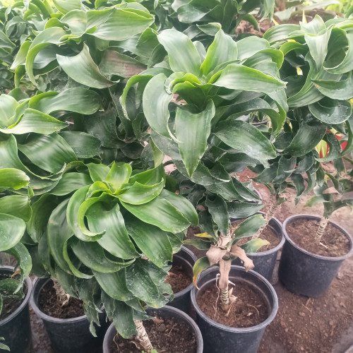 Dracena surprise