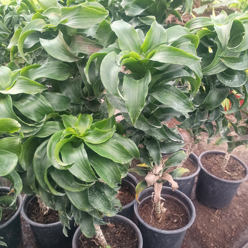 Dracena surprise