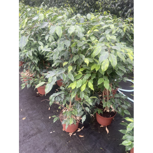 Ficus anastacia