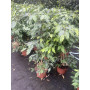 Ficus anastacia