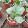 Ficus bambino