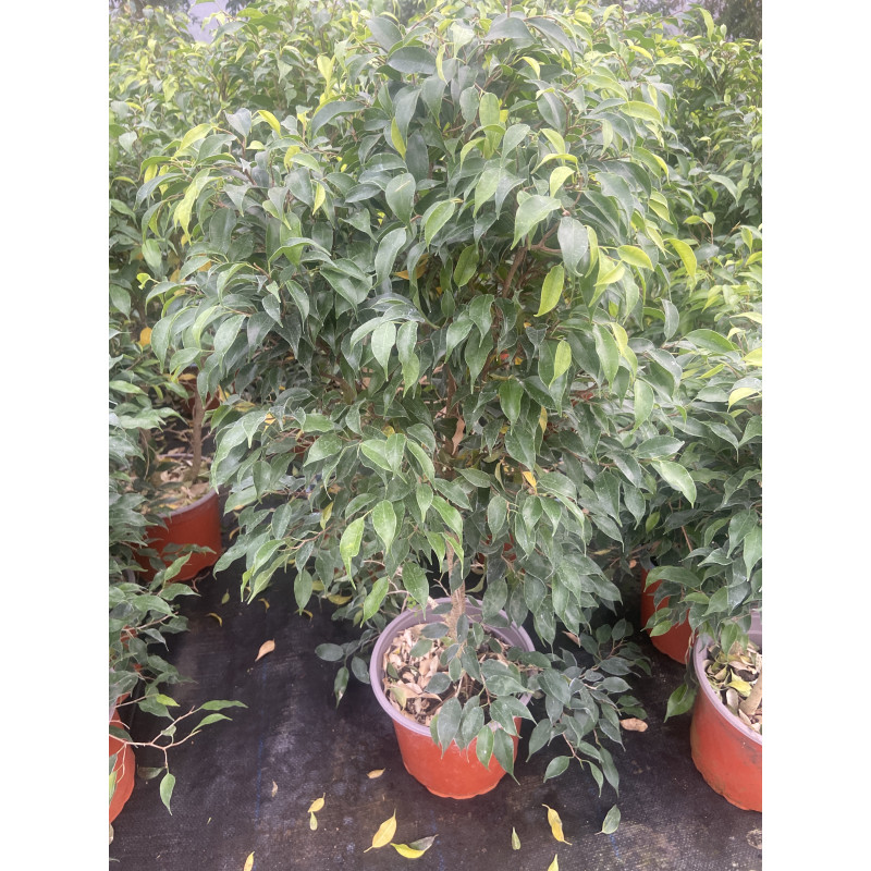 Ficus bonsai