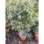 Ficus bonsai