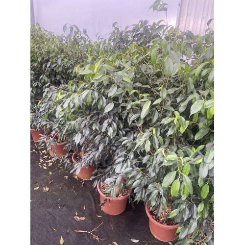 Ficus danielle