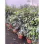 Ficus danielle