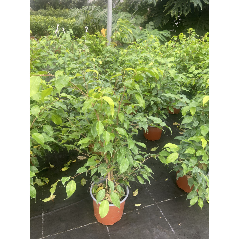 Ficus golden monique