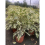 Ficus melani