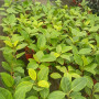 Gomero altissima