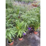 Palmera areca