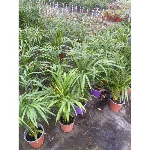 Palmera areca