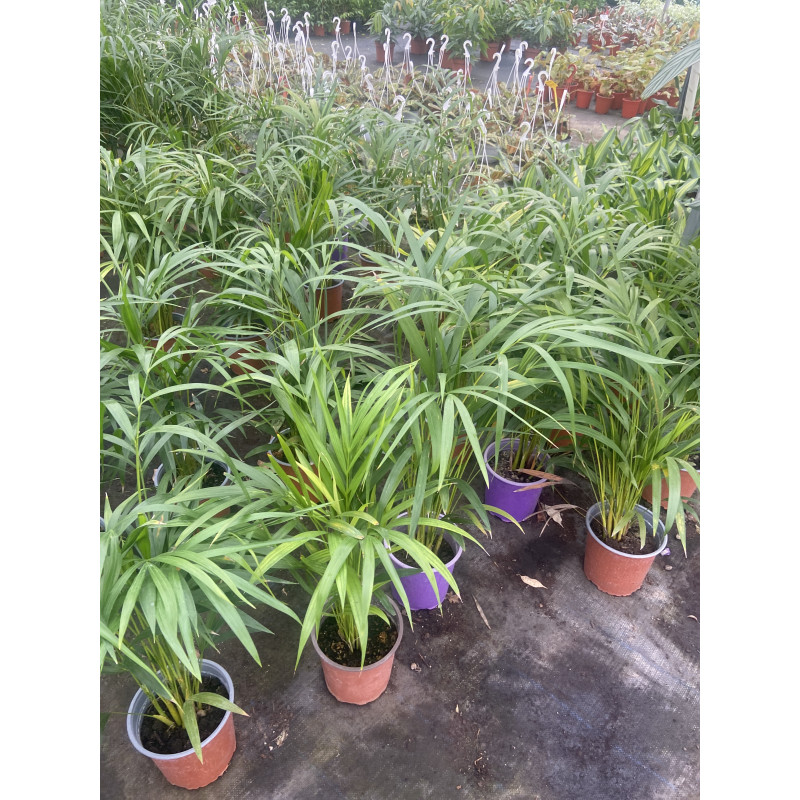 Palmera areca