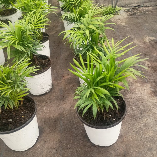Palmera neanthe bella