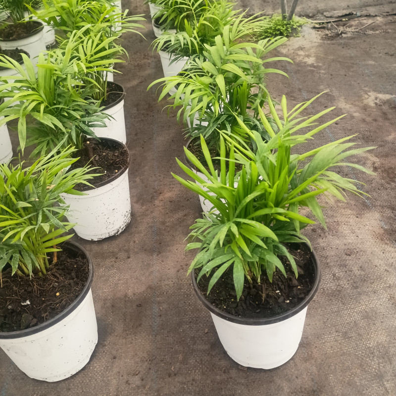 Palmera neanthe bella