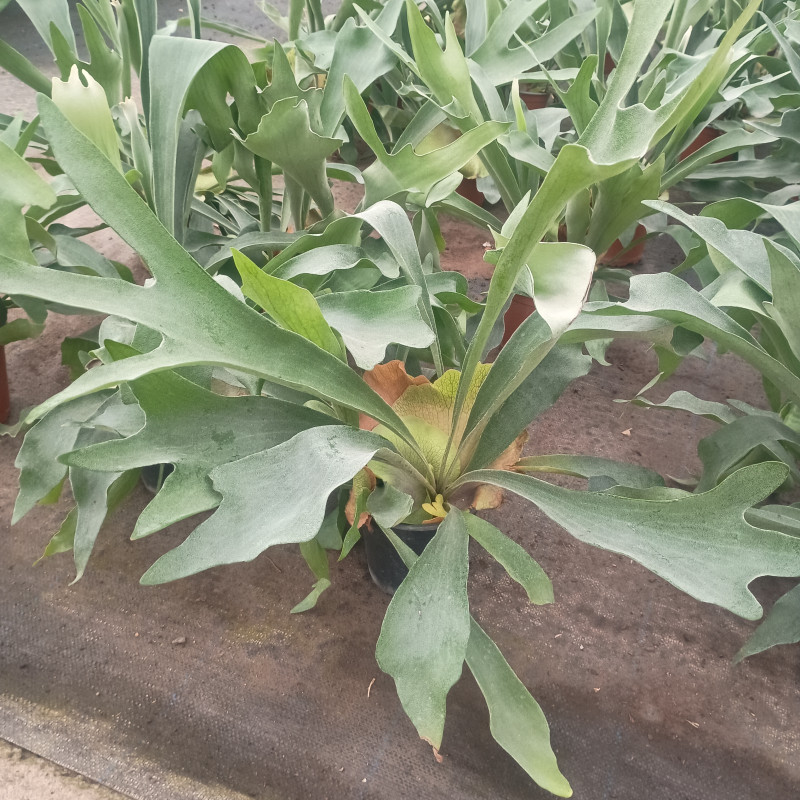 Platycerium/cuerno de alce