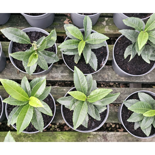 Ardisia crenata