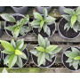 Ardisia crenata