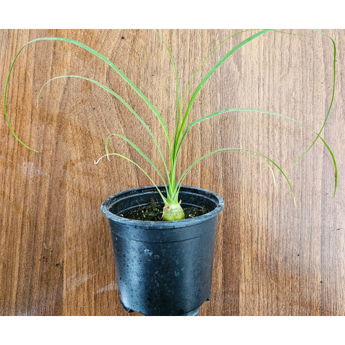 Beaucarnea recurvata