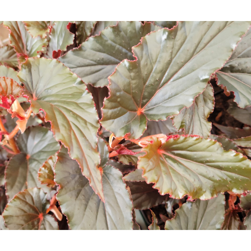 Begonia black magic