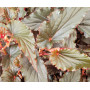 Begonia black magic