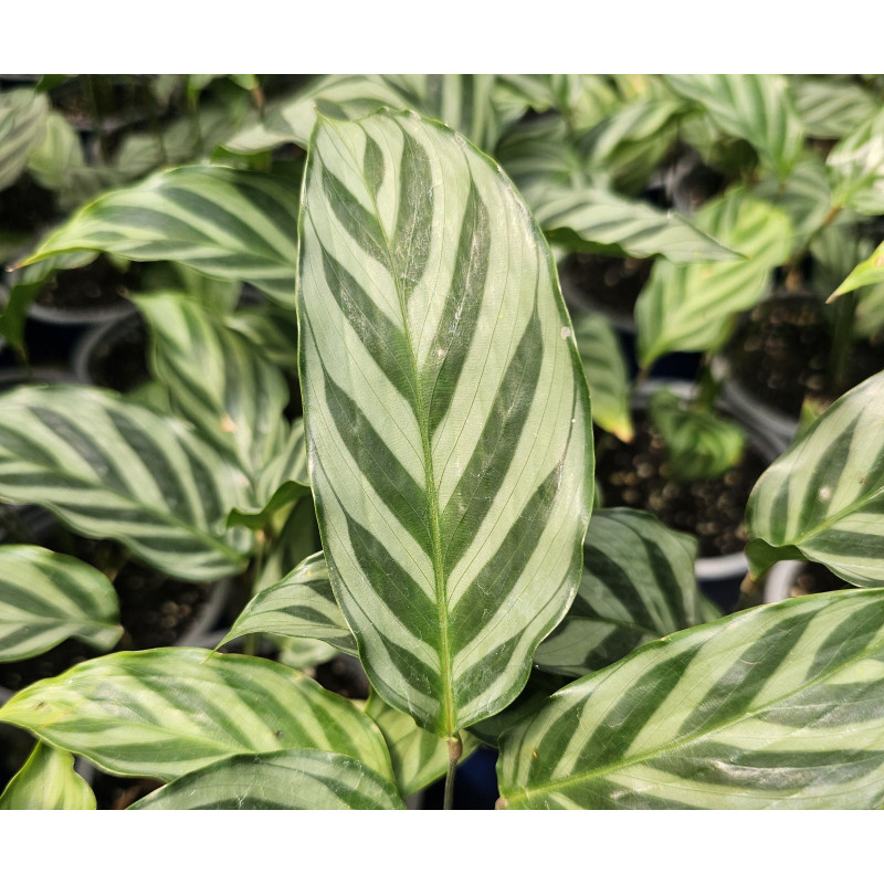 Calathea freddy