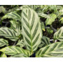 Calathea freddy