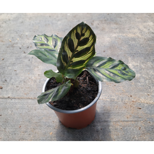 Calathea makoyana