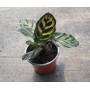 Calathea makoyana